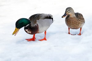 Winter Walk